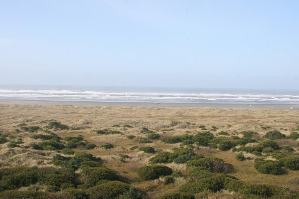 Free Image of Beach Brush 