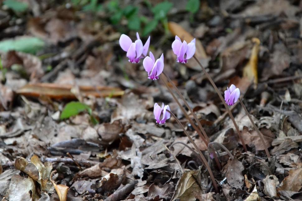 Free Image of Pink cyclamen  