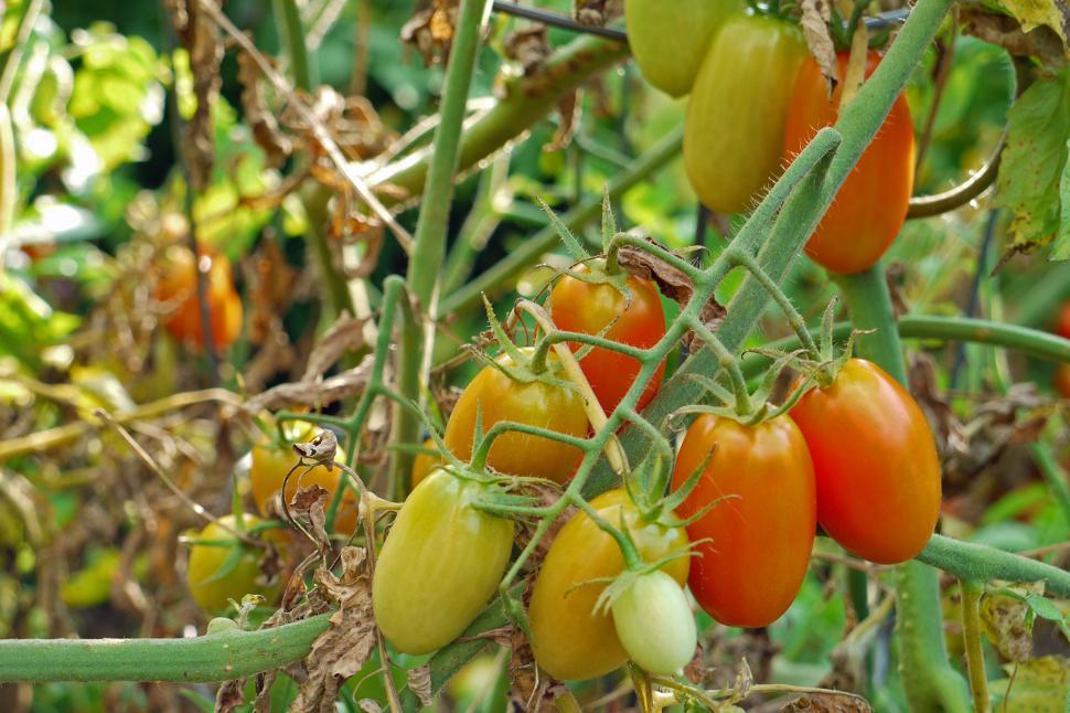 Free Image of Cherry Tomatoes on the Vine 