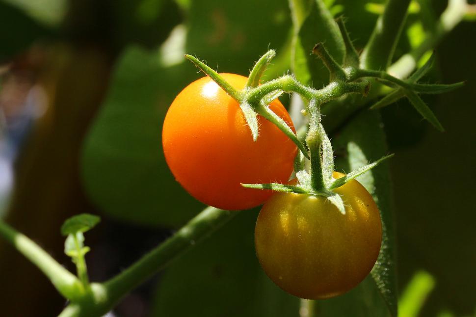 Free Image of Cherry Tomatoes on the Vine 