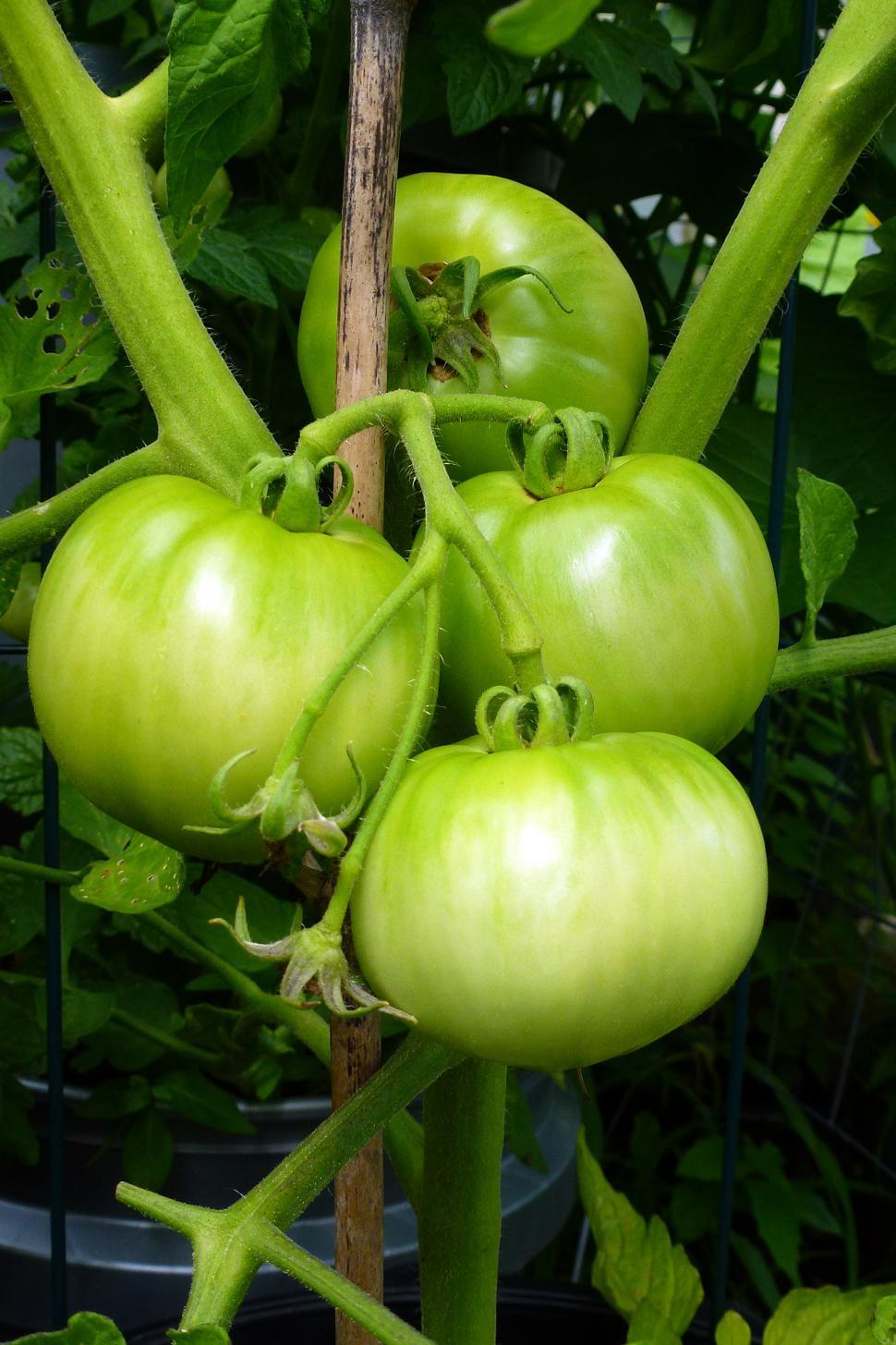 Free Image of Tomatoes on the Vine 