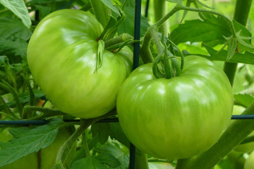 Free Image of Tomatoes on the Vine 