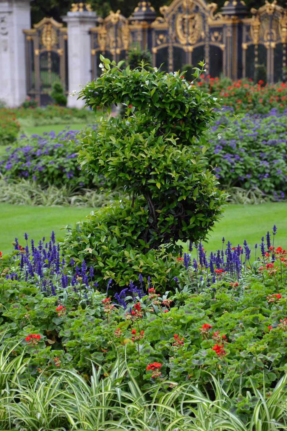 Free Image of Star jasmine  