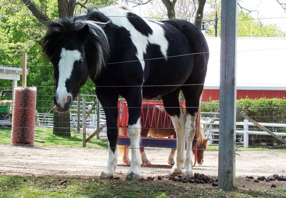 Free Image of Pony 