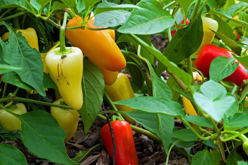 Free Image of Bell Peppers 