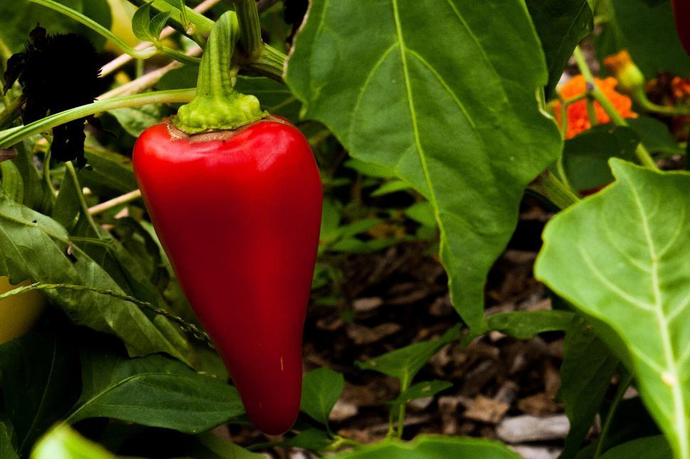Free Image of Red Pepper 