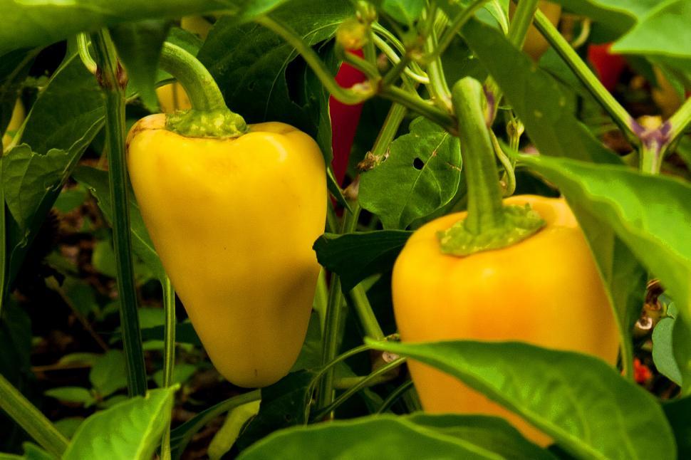 Free Image of Yellow Bell Peppers 