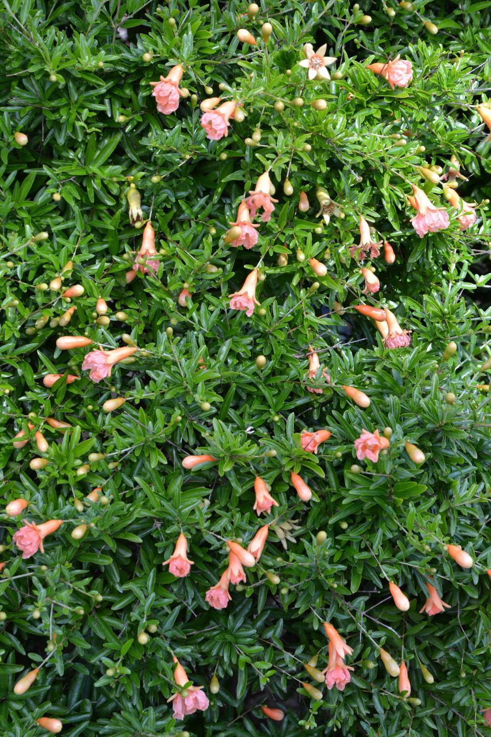 Free Image of Pomegranate in bloom 