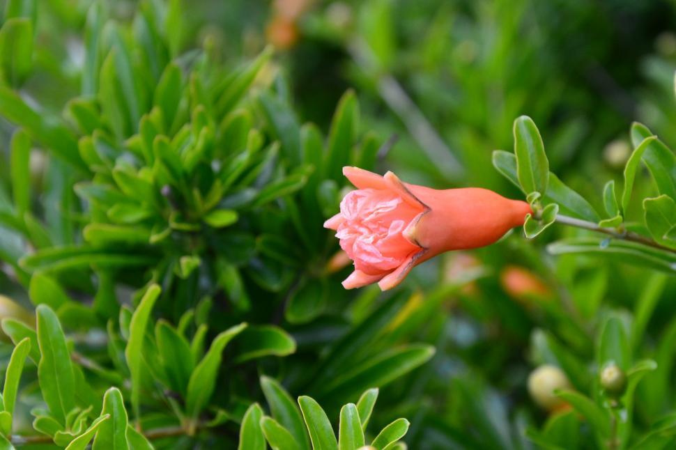 Free Image of Pomegranate 'Hazel Hyde' 