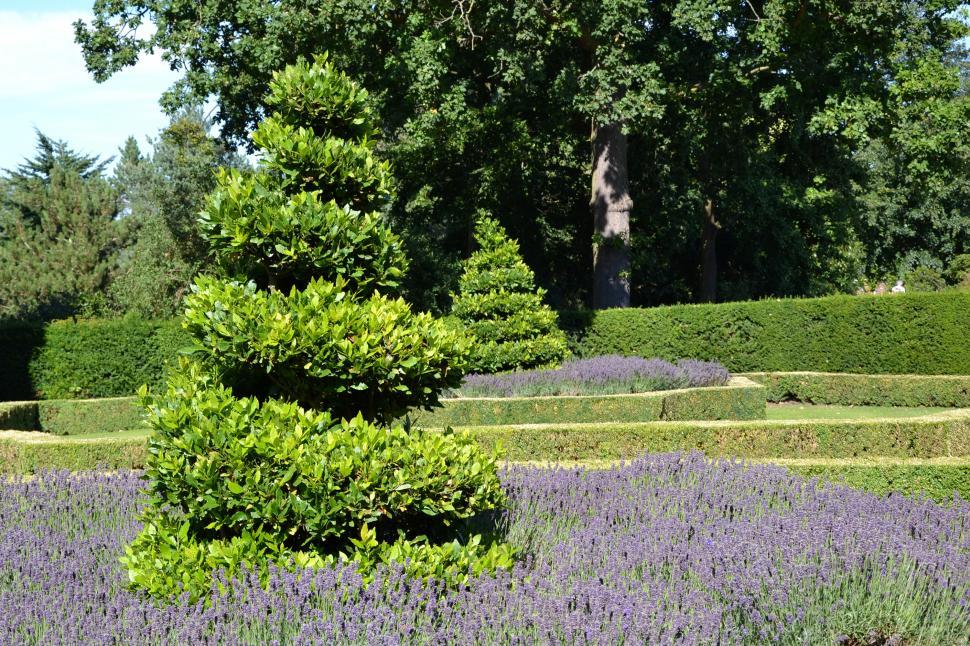Free Image of Bay tree topiary  
