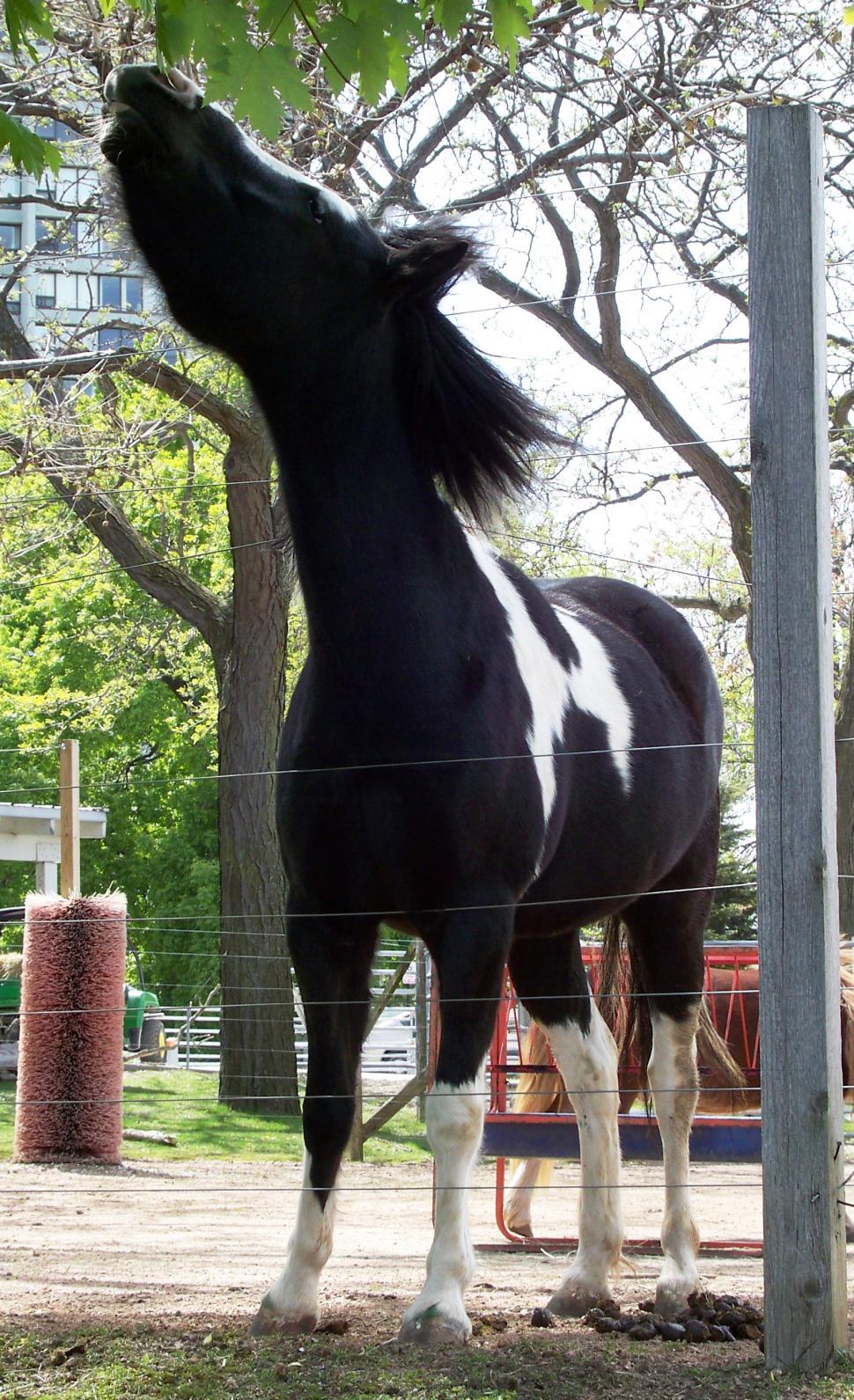 Free Image of Reaching Pony 