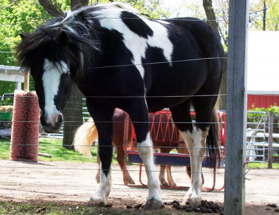 Free Image of Pony 