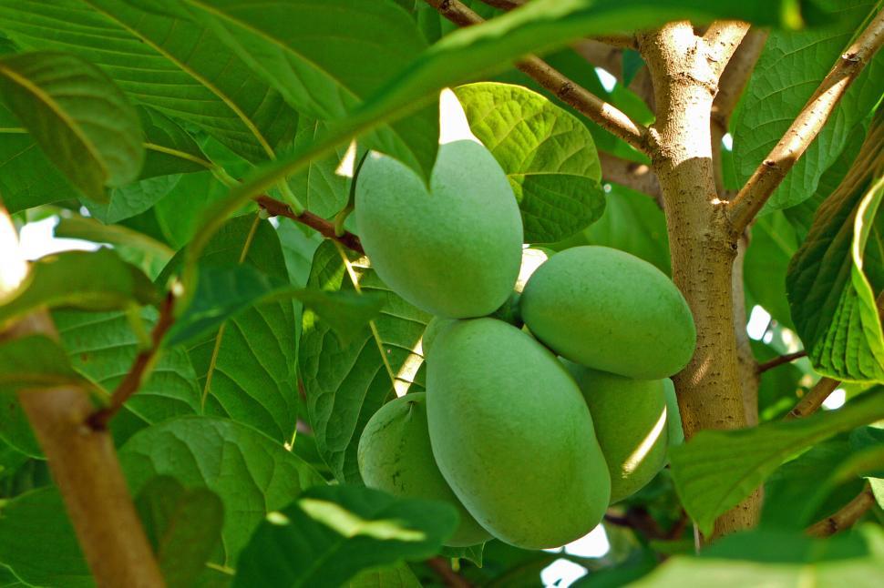 Free Image of Pawpaw - Prairie Banana 
