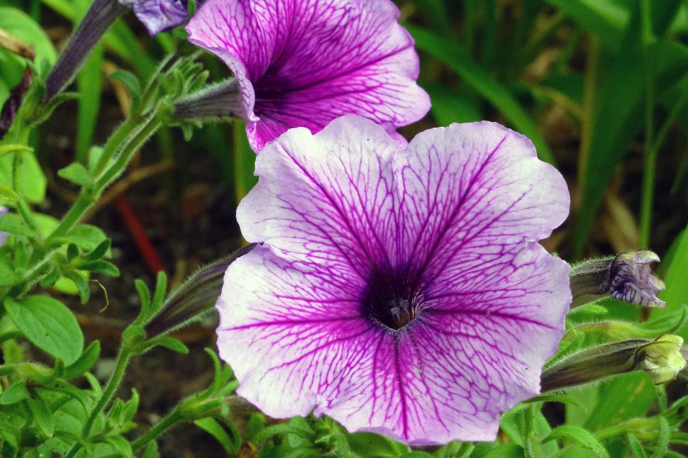 Free Image of Petunia 