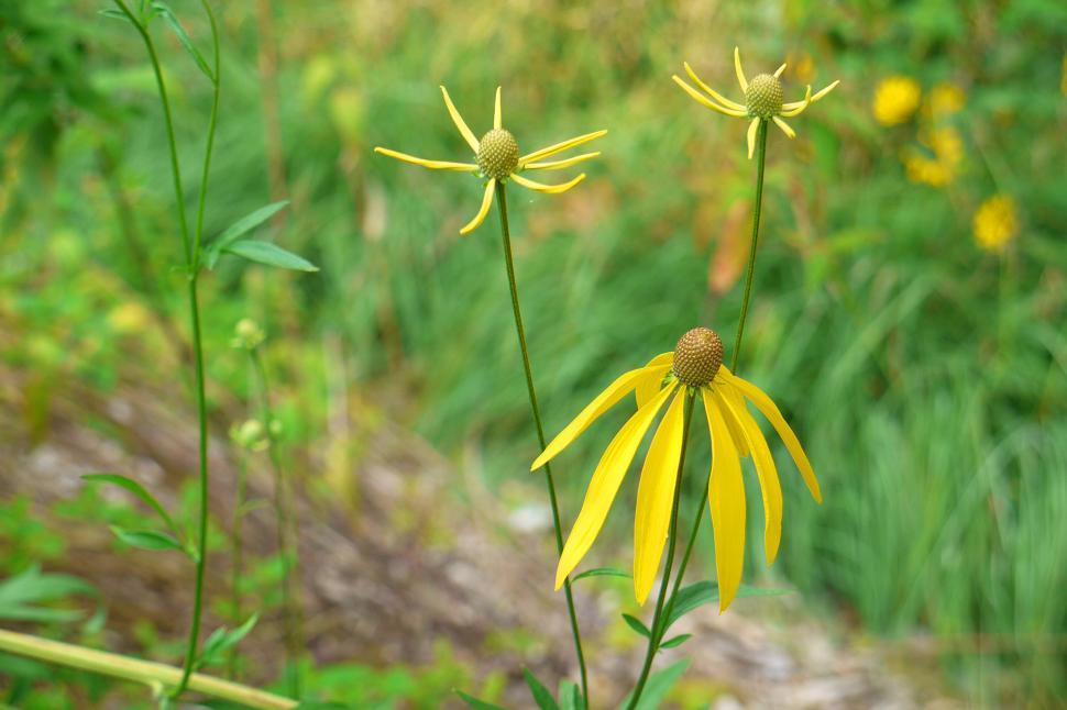 Free Image of Prairie Coneflower  