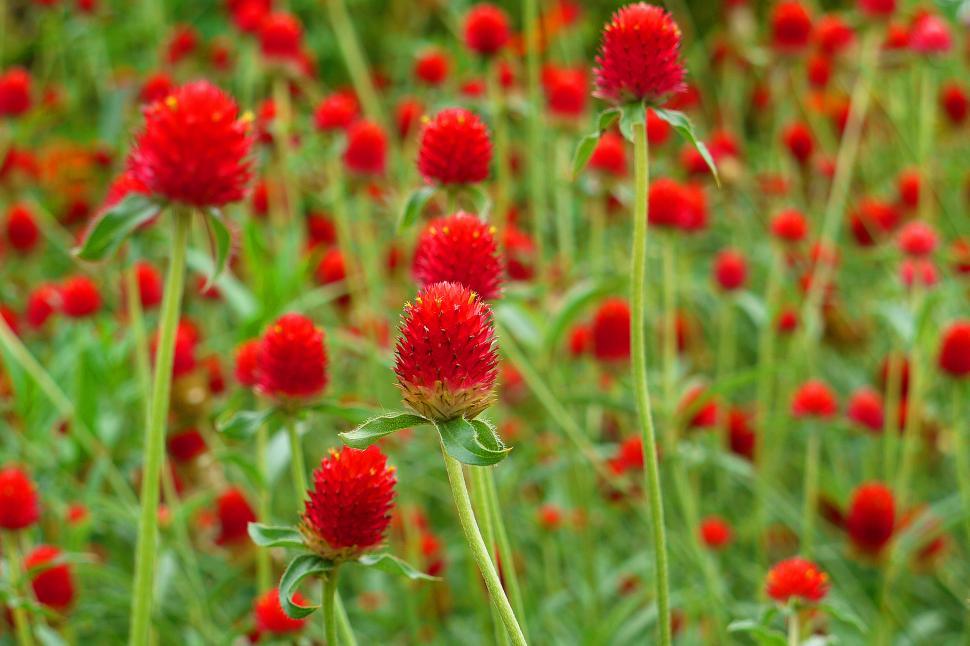 Free Image of Globe Amaranth Strawberry Fields  