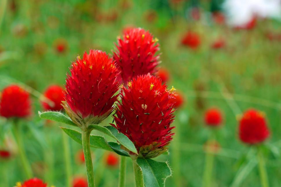 Free Image of Gomphrena globosa  Strawberry Fields  