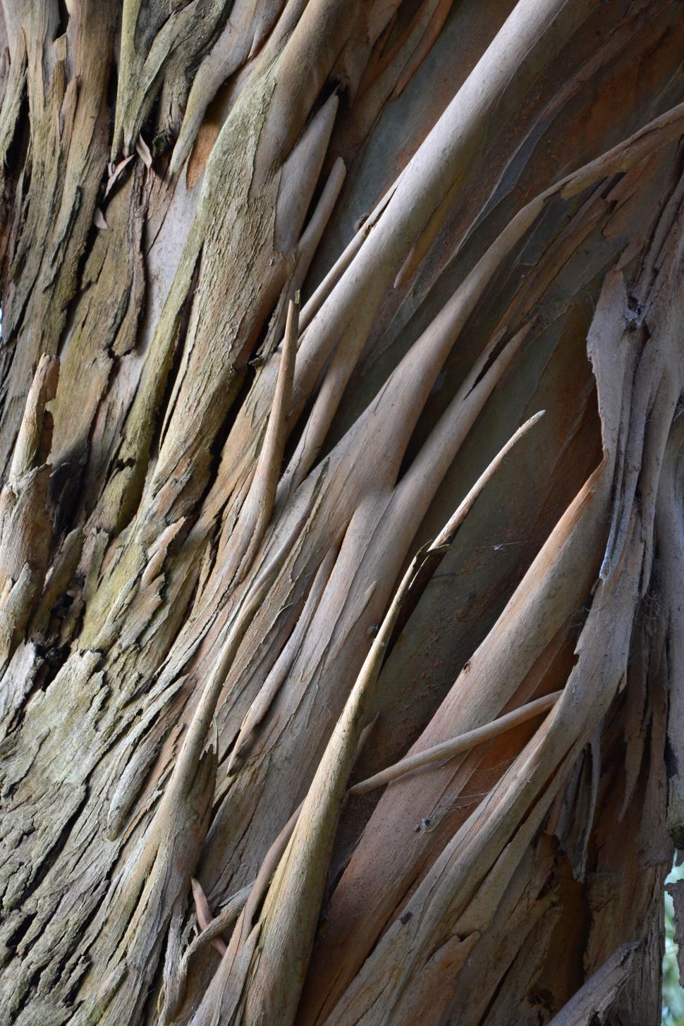 Free Image of Spinning Gum bark  
