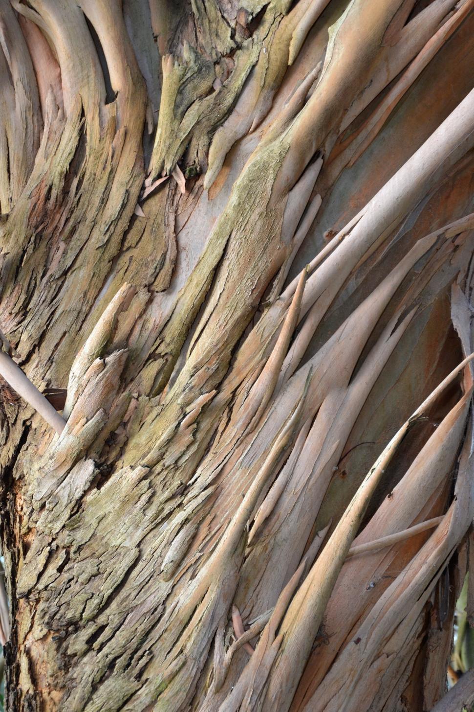 Free Image of Eucalyptus perriniana bark  