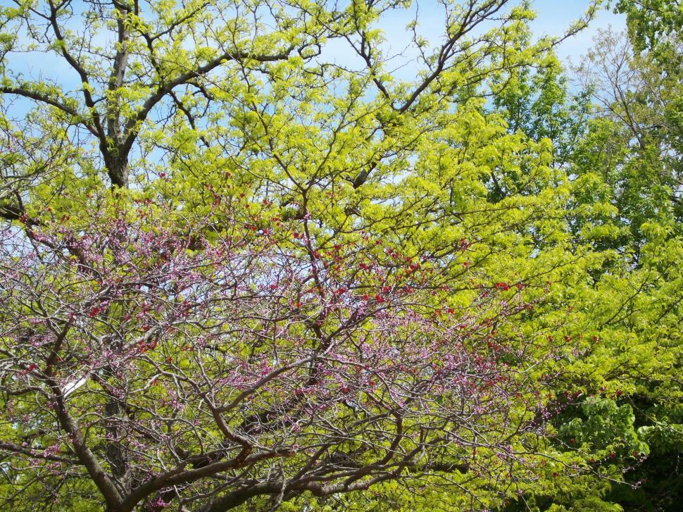 Free Image of Spring Trees 