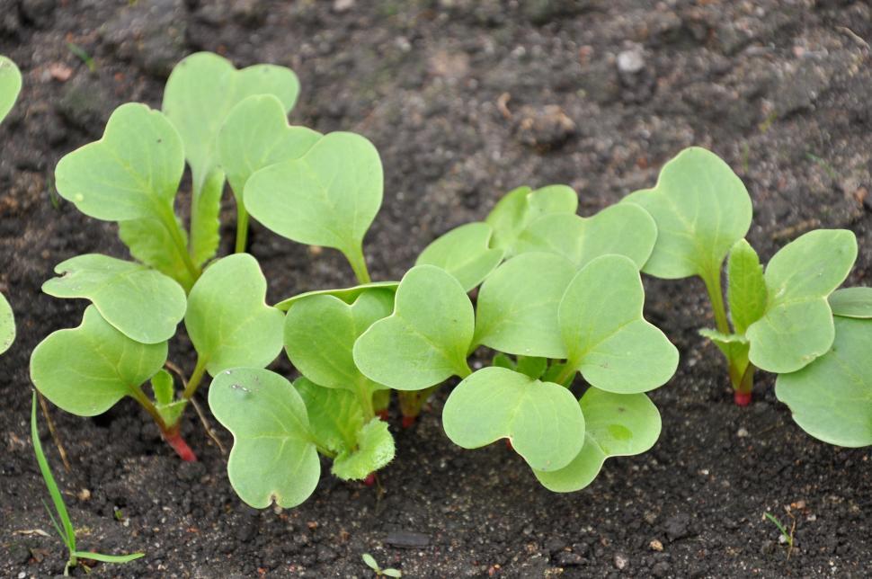 Free Image of Radish seedlings 