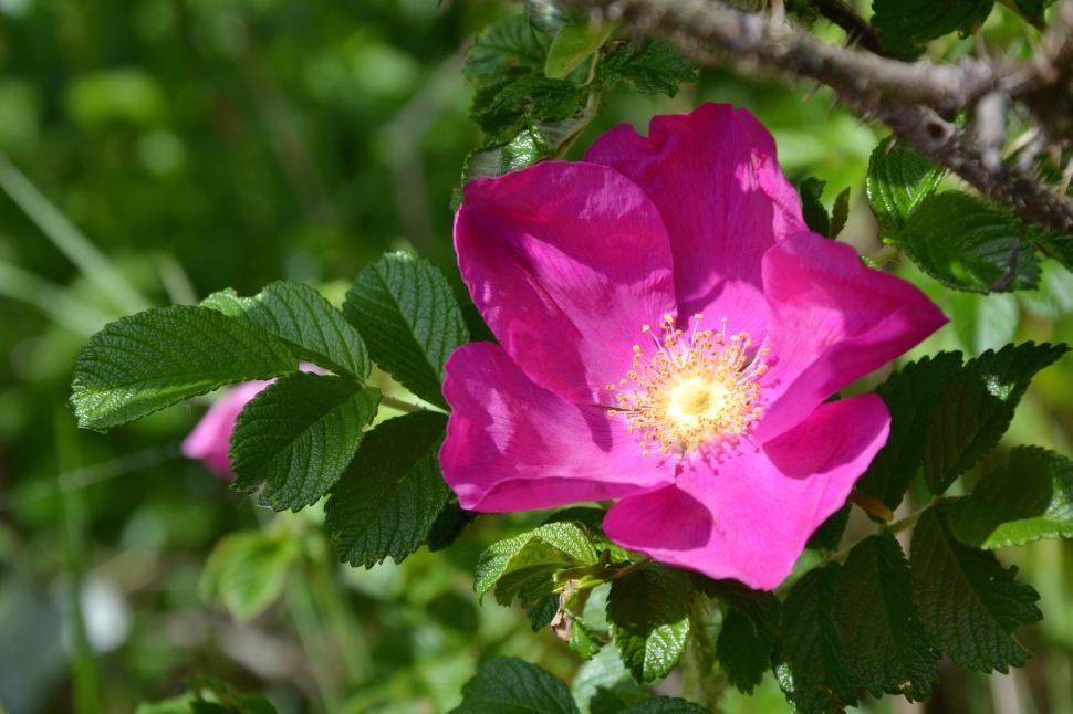 Free Image of Rugosa rose  