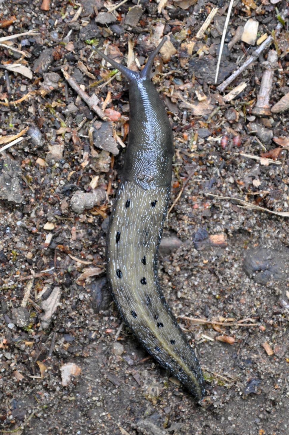 Free Image of Slug 