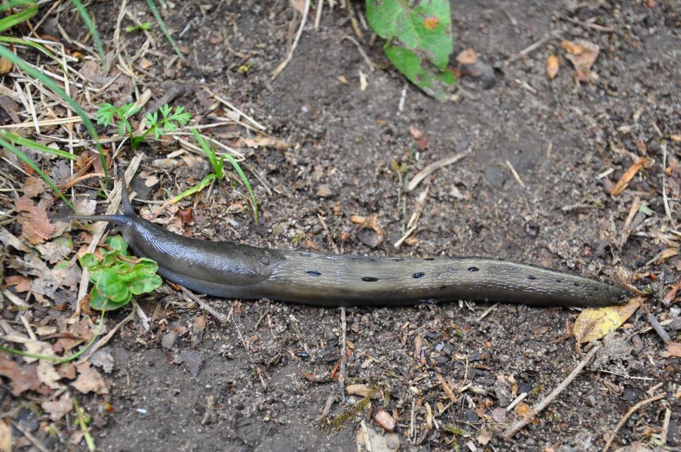 Free Image of Slug Limax cinereoniger  