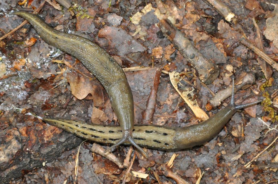 Free Image of Slugs Limax cinereoniger  