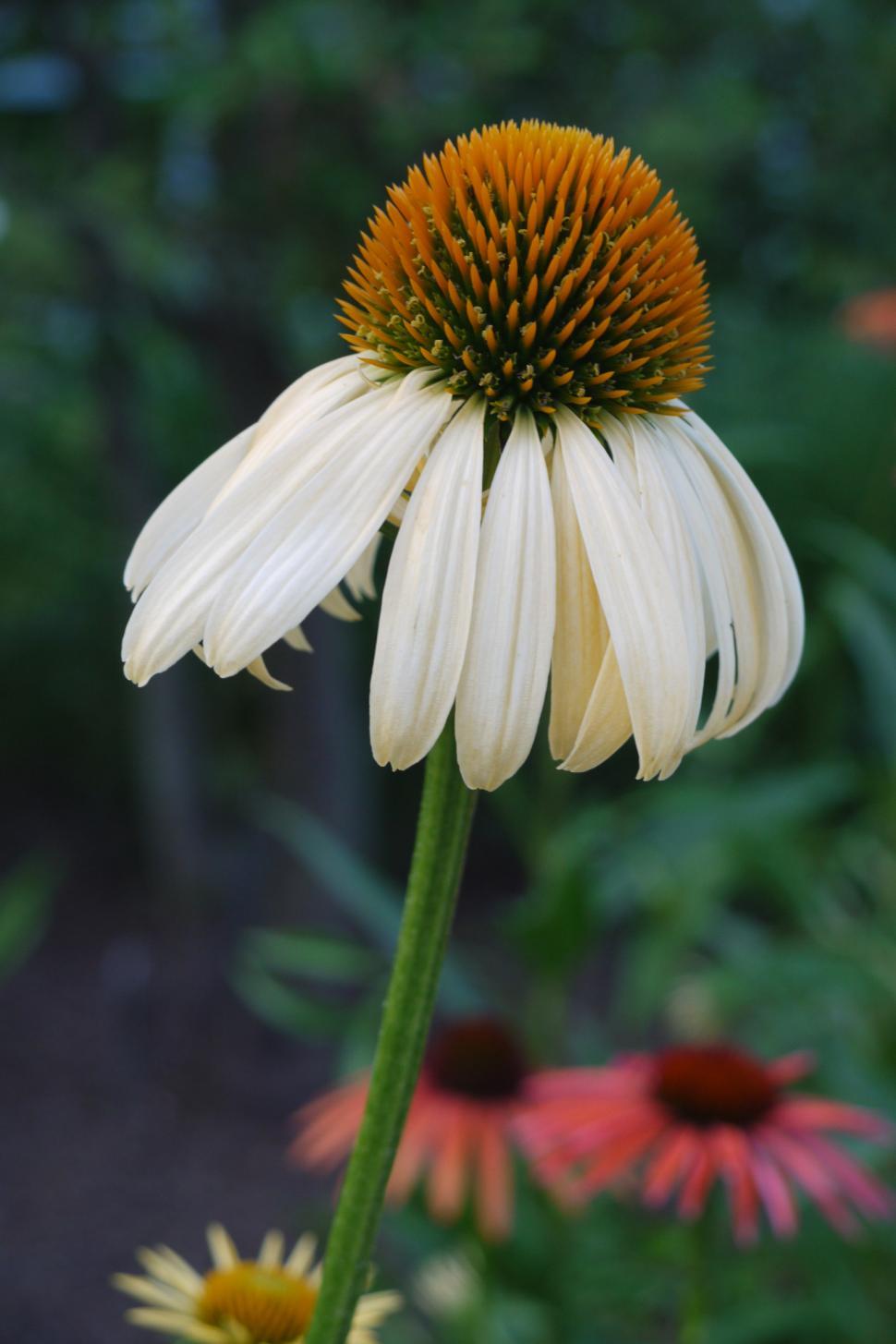 Free Image of Open White Coneflower 