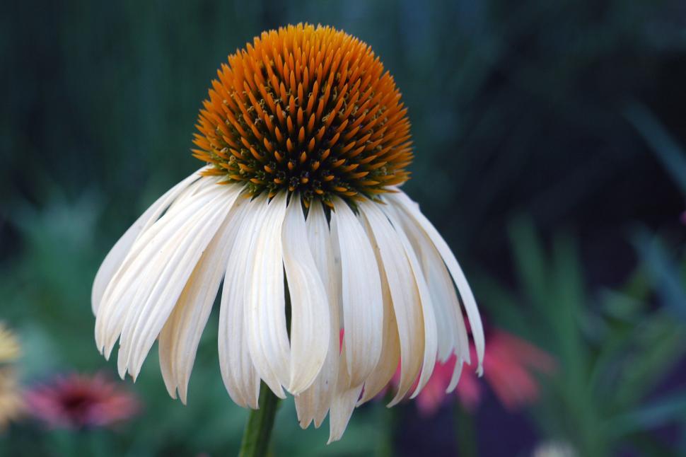 Free Image of White Coneflower 