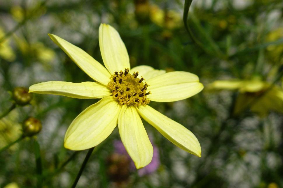Free Image of Yellow Coreopsis Flower Closeup 