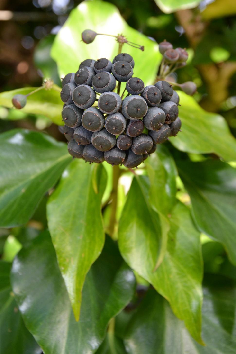 Free Image of English ivy berries  