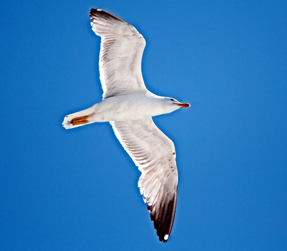 Free Image of The seagull 