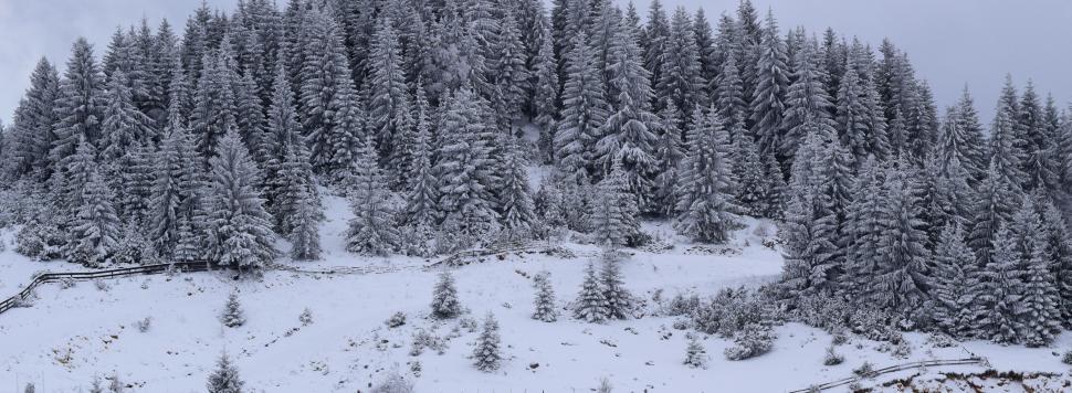 Free Image of Wide landscape of mountains and forests covered with heavy snow  