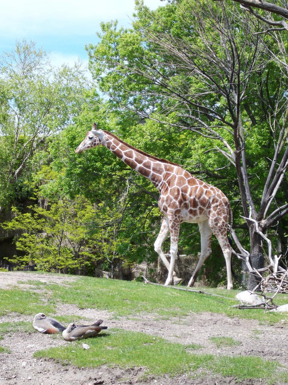 Free Image of Giraffe 