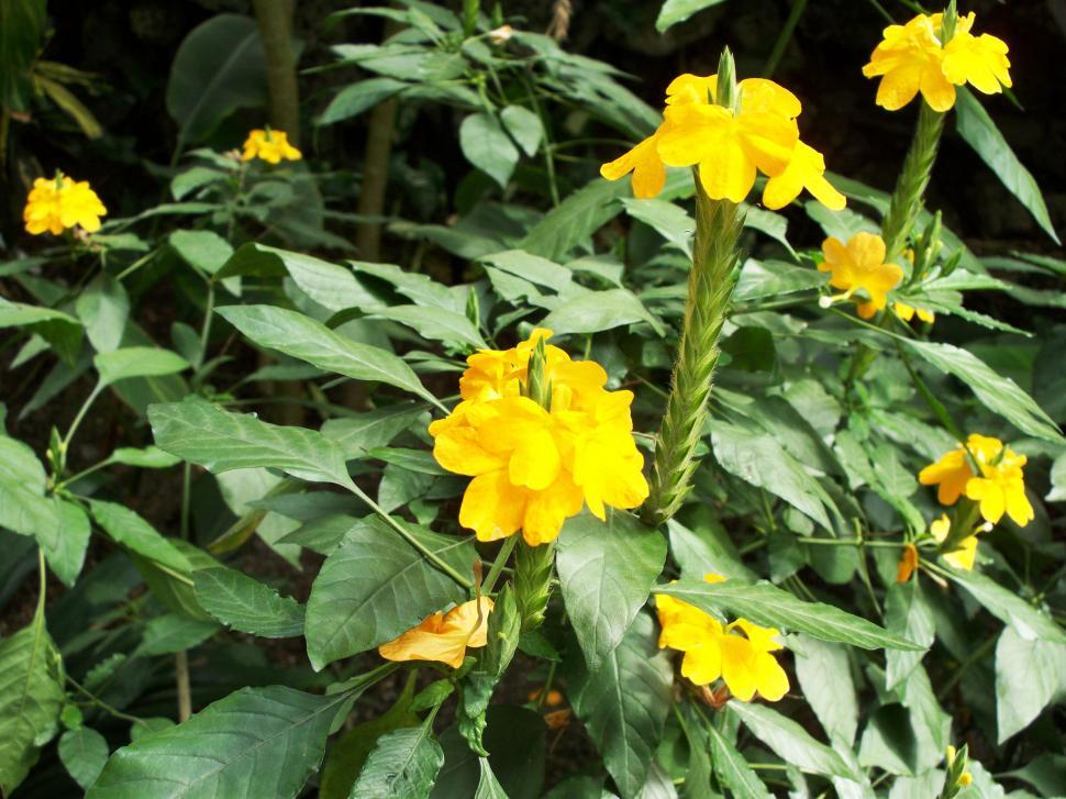 Free Image of Yellow Flowers 