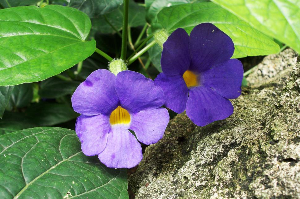 Free Image of Purple Flowers 