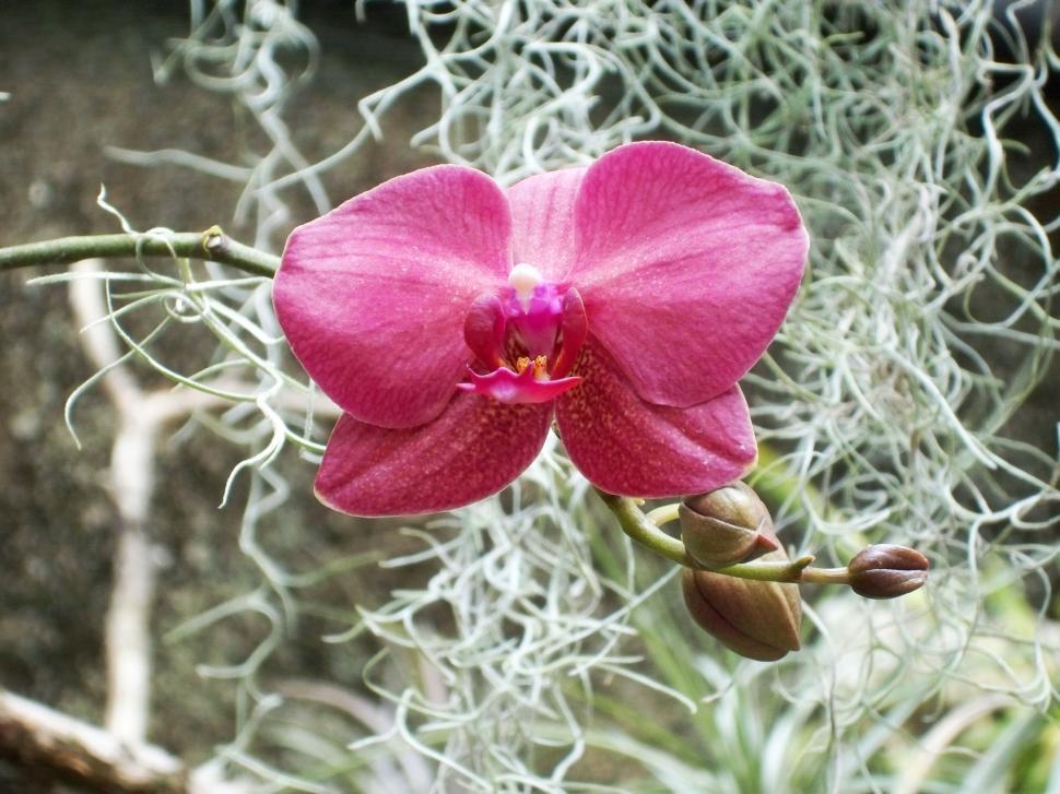 Free Image of Flower - orchid 