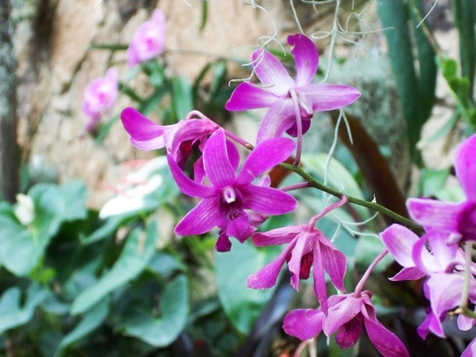 Free Image of Purple Flowers 