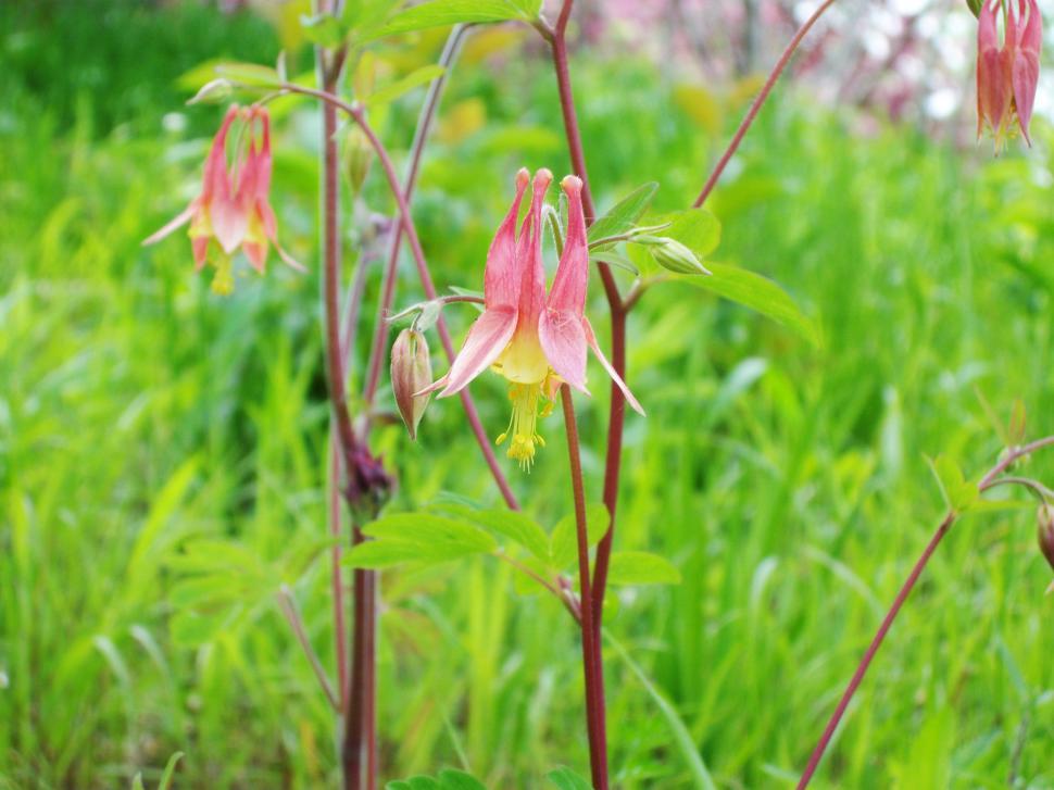 Free Image of Wildflowers 