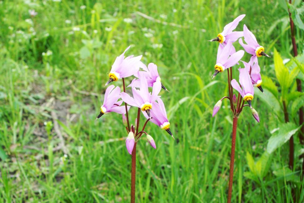 Free Image of Wild Flowers 