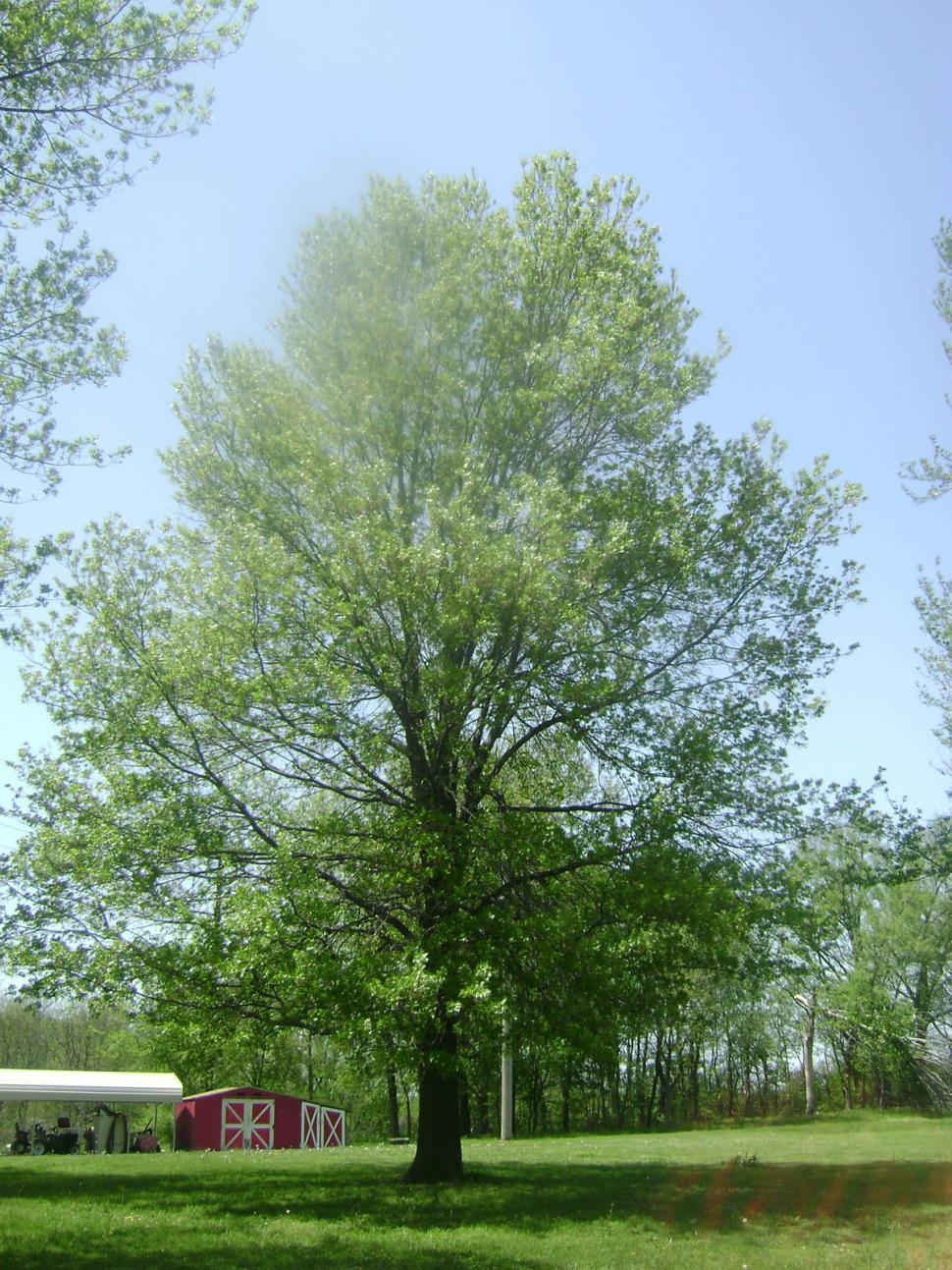 Free Image of Still Standing 