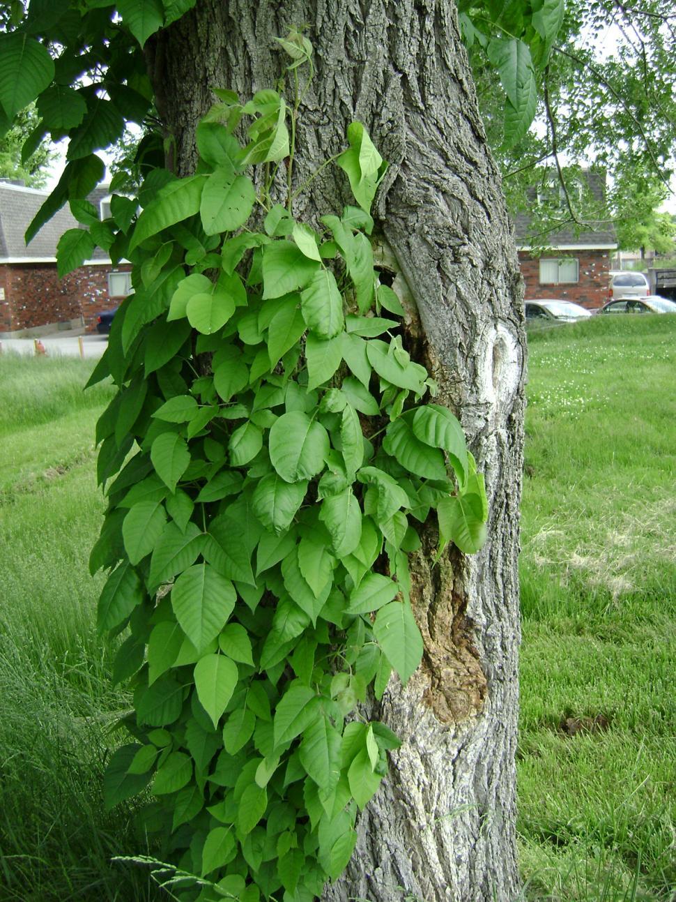 Free Image of Ivy 
