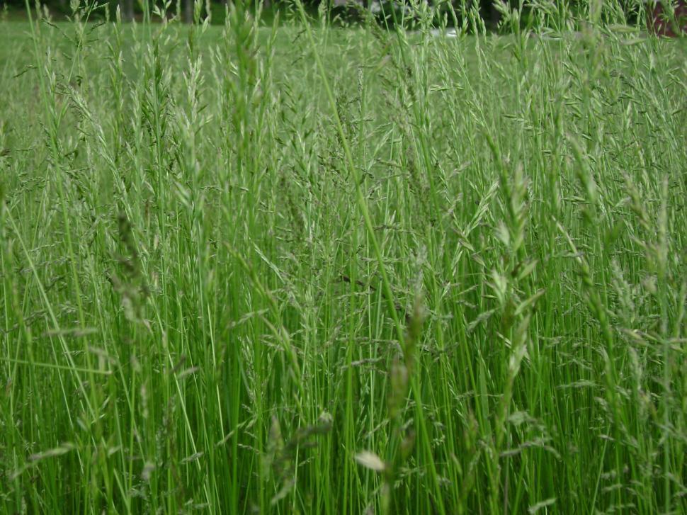 Free Image of Rolling Fields 
