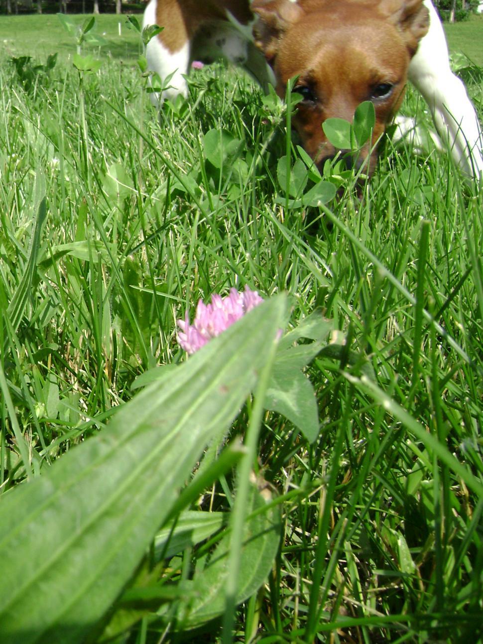Free Image of Sniffing around 