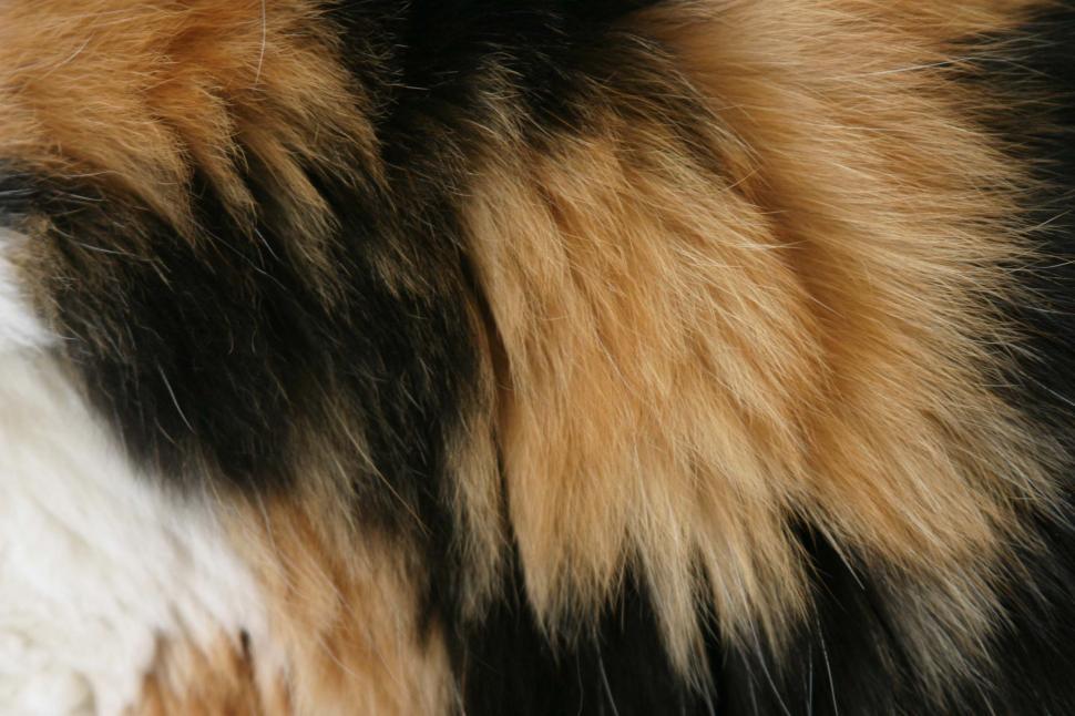Free Image of Calico fur pattern 