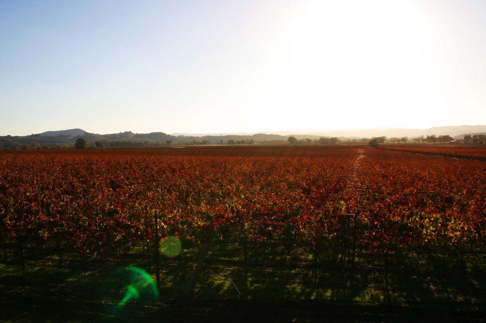 Free Image of Person Standing in Center of Vast Field 