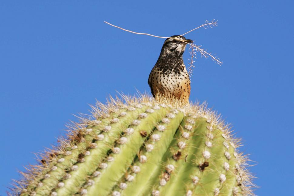 Free Image of Cactus wren bird with twig 