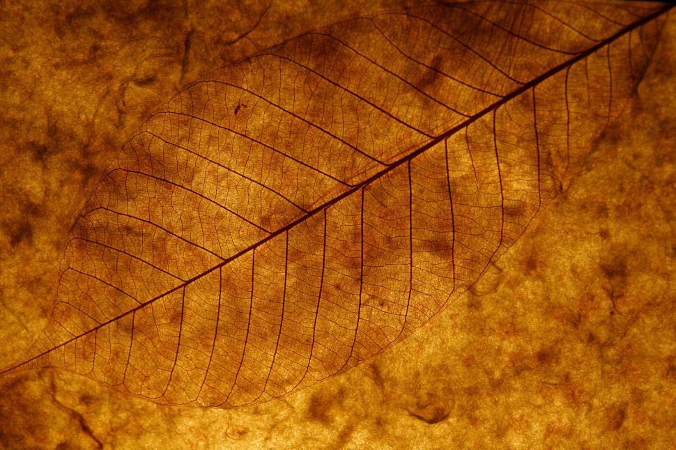 Free Image of Brown Leaf 